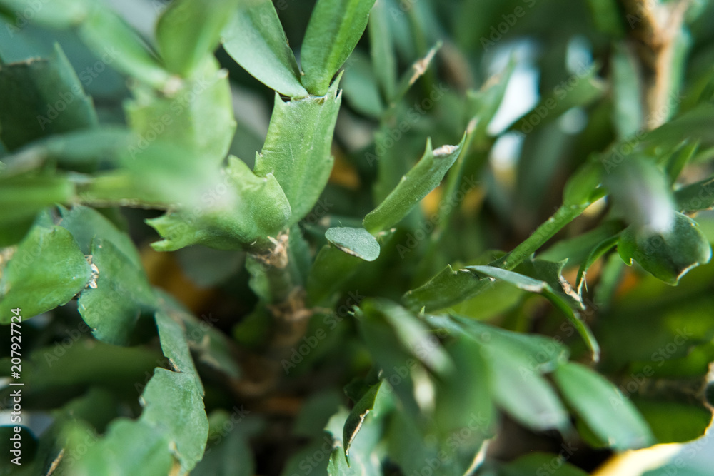 Naklejka premium Spring nature background. Green nature with copy space using as background or wallpaper. Closeup nature view of green leaf in garden. Natural green plants landscape using as a background or wallpaper.