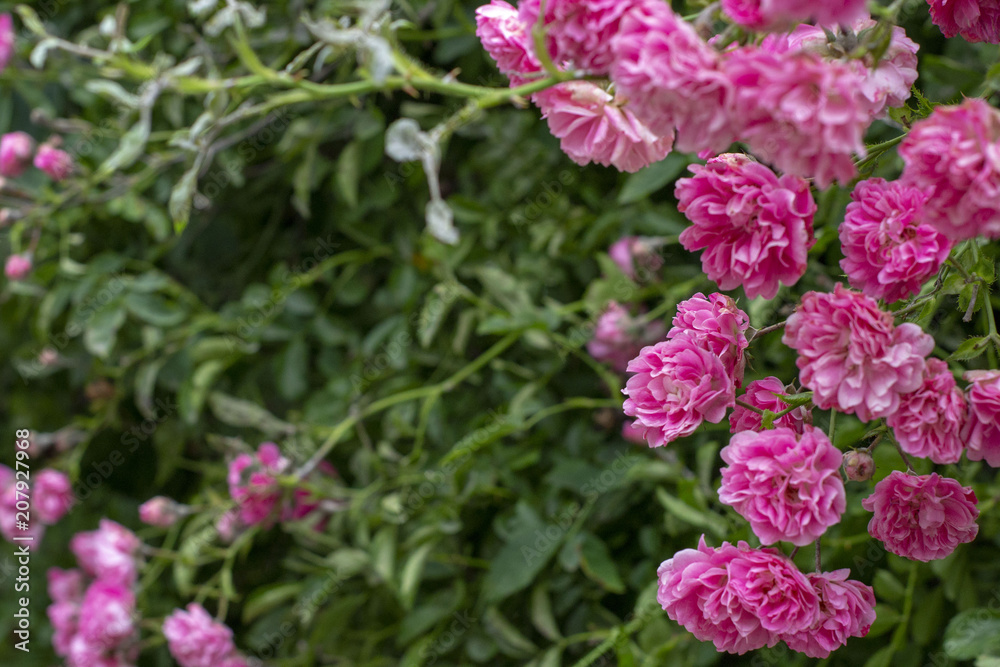 Simple photo background pattern of shrubs of rose Simple photo background pattern of shrubs of rose