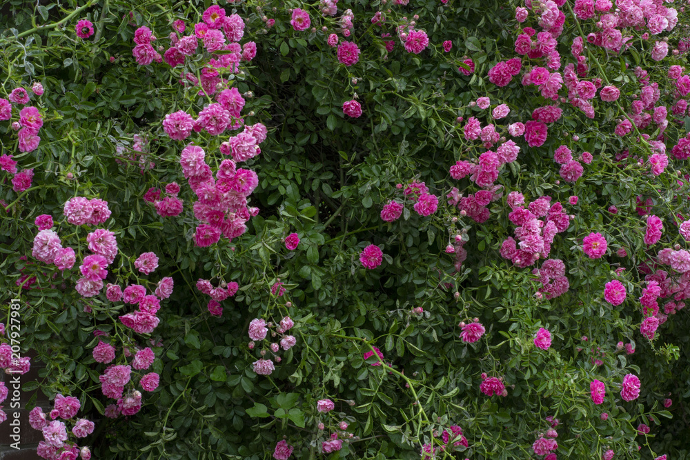 Simple photo background pattern of shrubs of rose