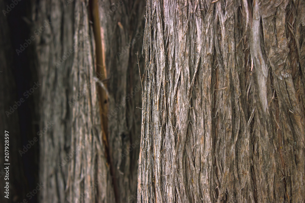 dry tree bark texture background dry tree bark texture background