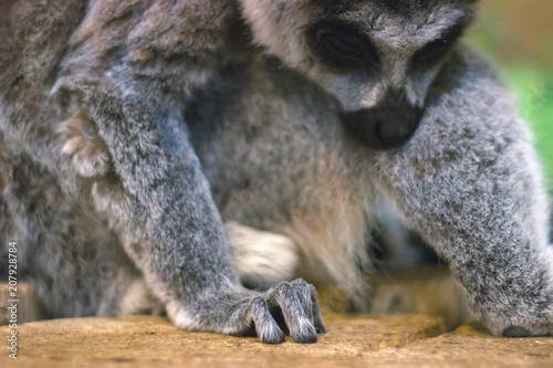 Fototapeta Naklejka Na Ścianę i Meble -  A huddle of ring tailed lemurs