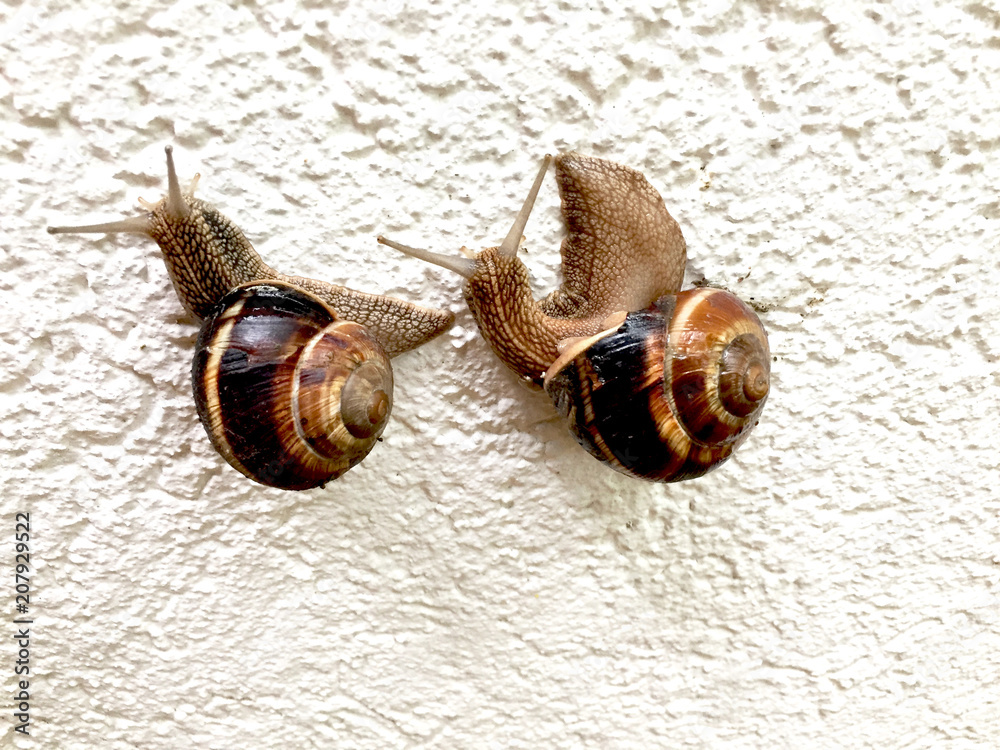 two snails on the white tiled wall, animal background