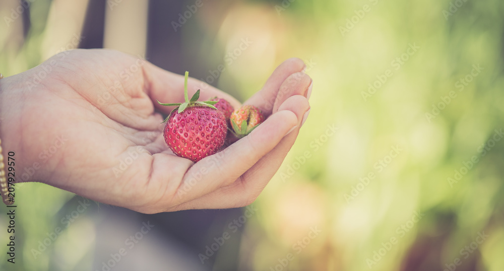 Frische Erdbeeren in Mädchenhand