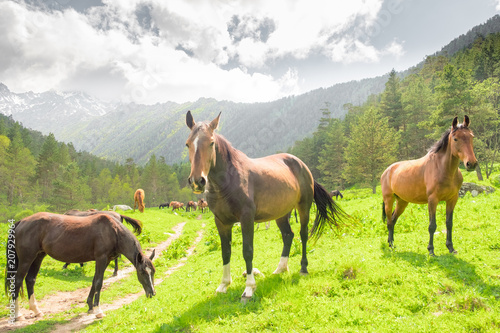 a herd of horses of different colors grazes on a meadow against the background of a forest and mountains on a summer day