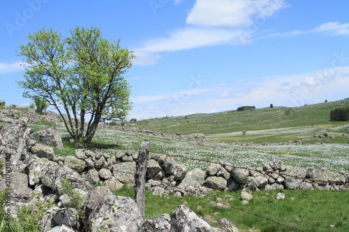 paysage de l'Aubrac/2018/3