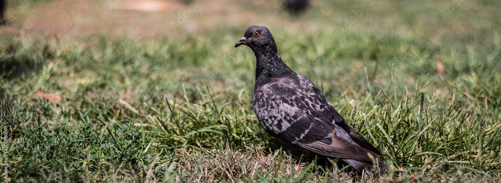 Obraz premium Birds with Character