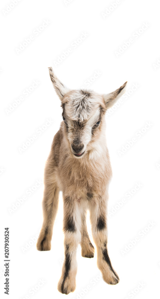 Obraz premium goat isolated