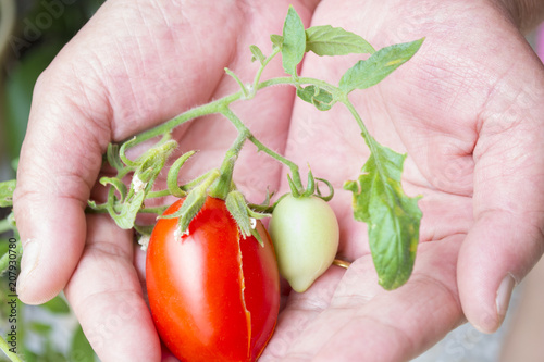 Farmers hands with freshly harvested tomatoes and pepper. Freshly harvested tomatoes in hands. Young girl hand holding organic green natural healthy food produce pepper. Woman holding cherry tomatoes