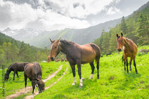 a herd of horses of different colors grazes on a meadow against the background of a forest and mountains on a summer day