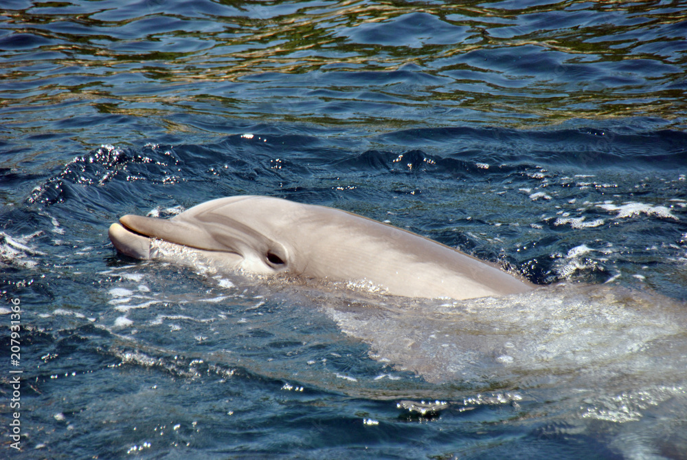 Naklejka premium Grey dolphin swimming in cold water on a hot summer day