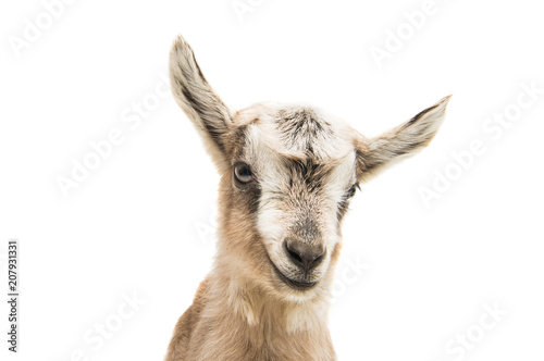Canvas Print goat isolated