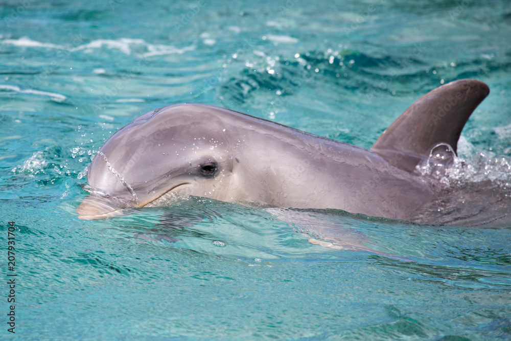Obraz premium Schöner Delfin im Meer