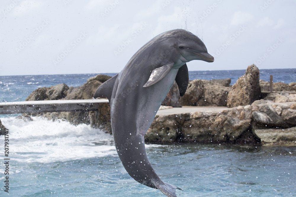 Naklejka premium Glücklicher Delfin macht Luftsprung im Meer