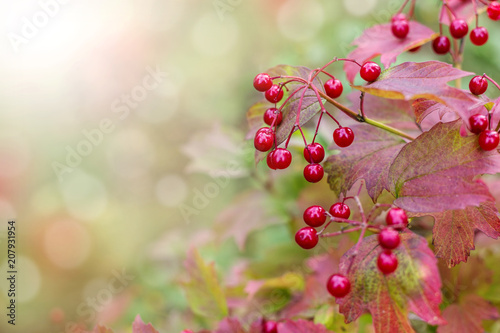 A branch of red viburnum.