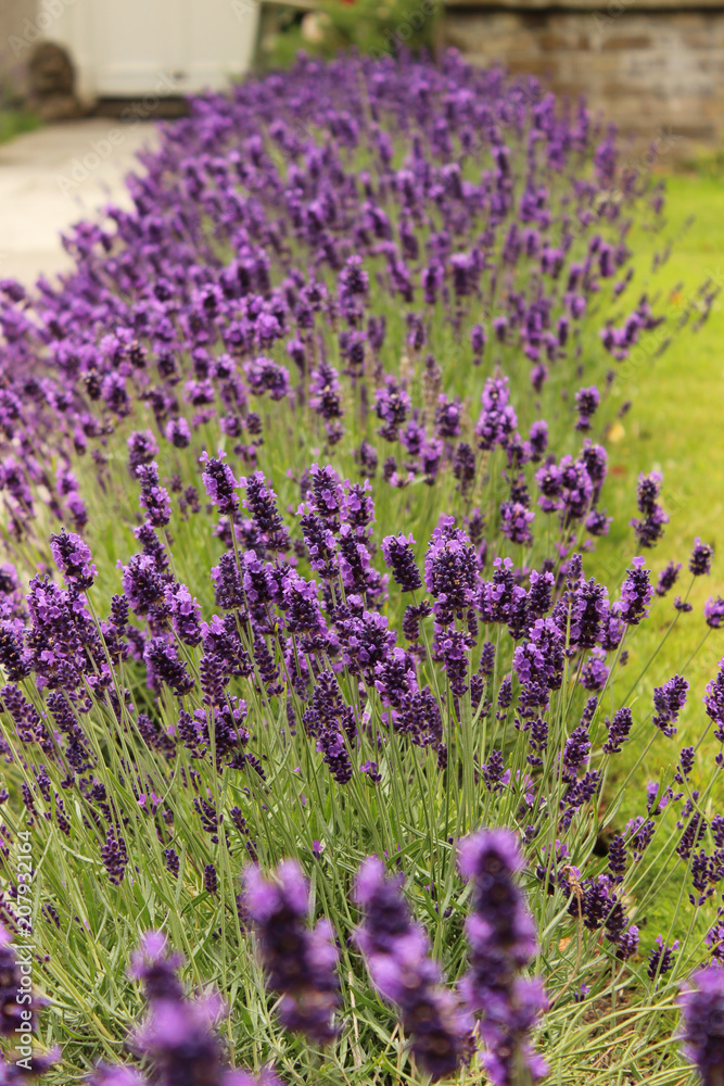 Fototapeta premium lavanda