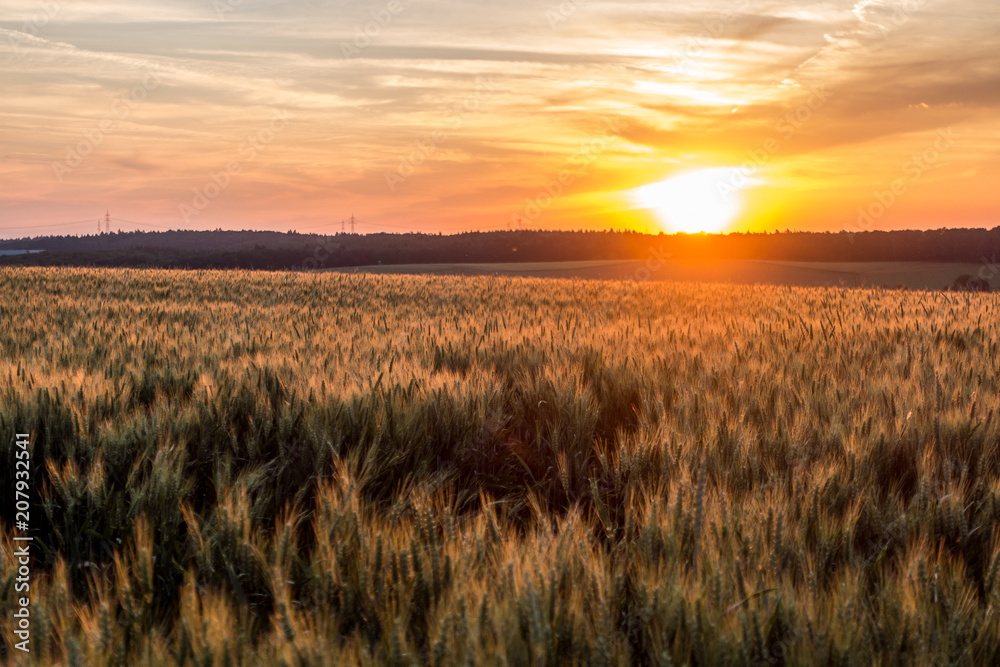 Kornfeld bei Sonnenuntergang