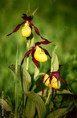 Lady's slipper orchid, Cypripedium calceolus, a rare endangered European plant, is pictured in the wild. Three flowers with yellow lip and long curled brown petals are seen on blured background.