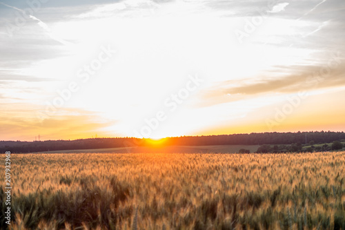 Kornfeld bei Sonnenuntergang