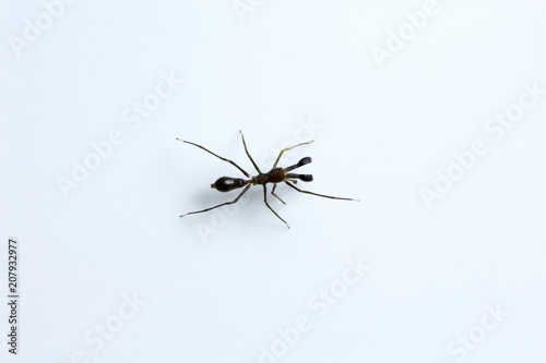 Ant mimicking spider, Myrmarachne sp, Salticidae, Bangalore