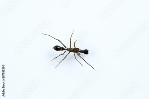 Ant mimicking spider, Myrmarachne sp, Salticidae, Bangalore © RealityImages