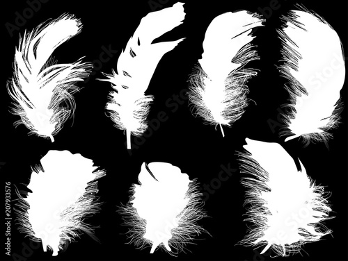 seven fluffy white feathers isolated on black