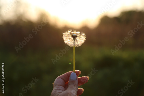 White dandelion in woman's hand