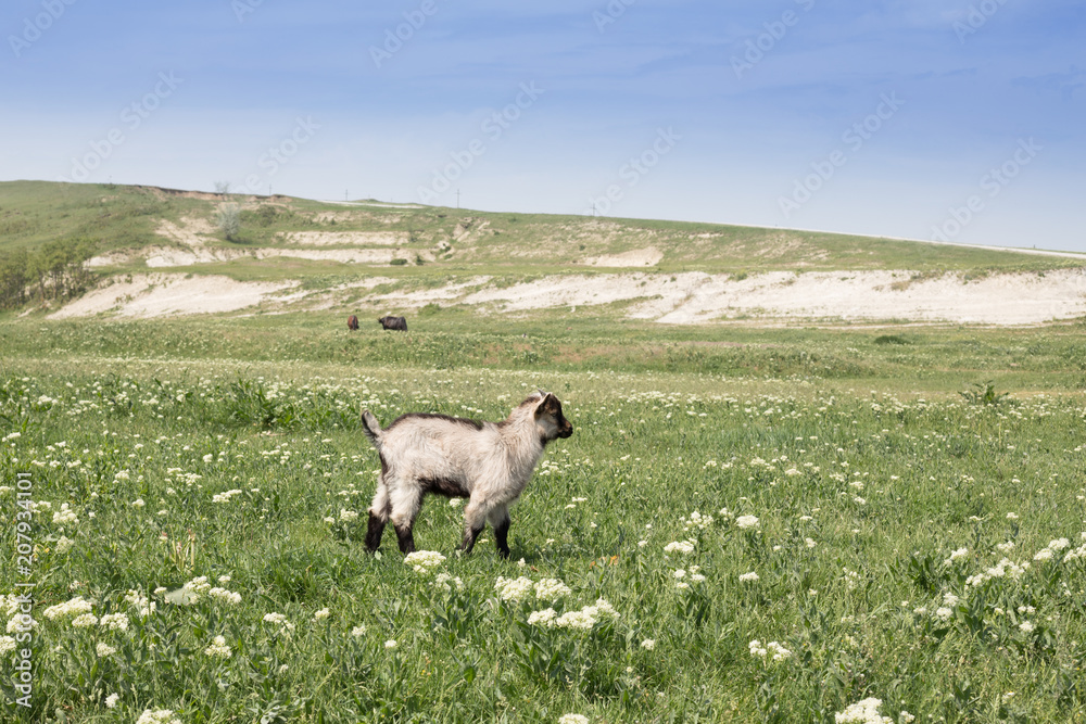 Fototapeta premium goats graze on a beautiful field, pasture