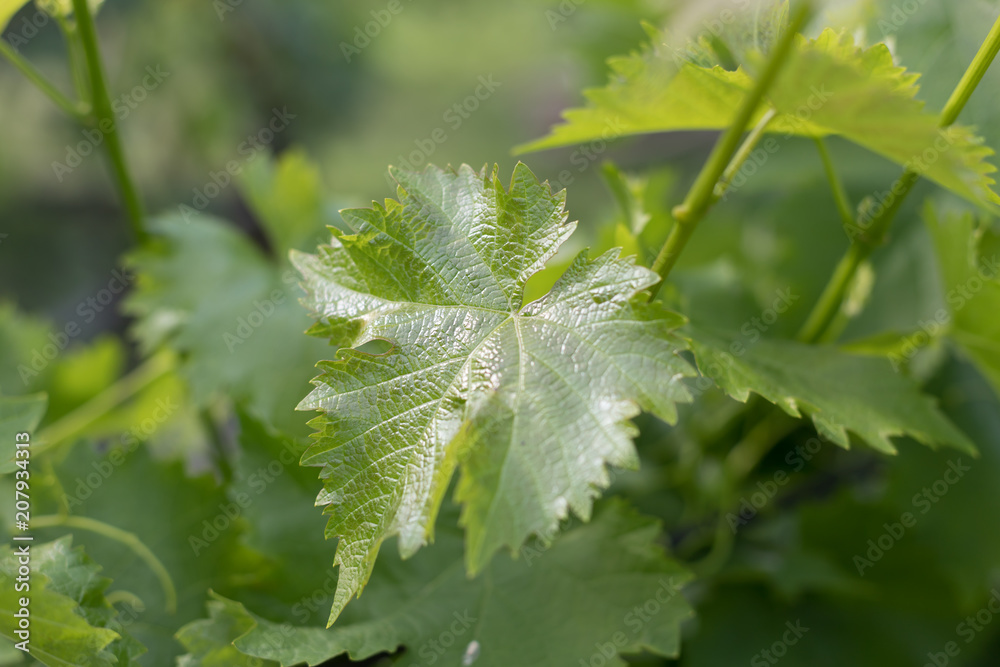 leaves of young grapes, blossoming grapes
