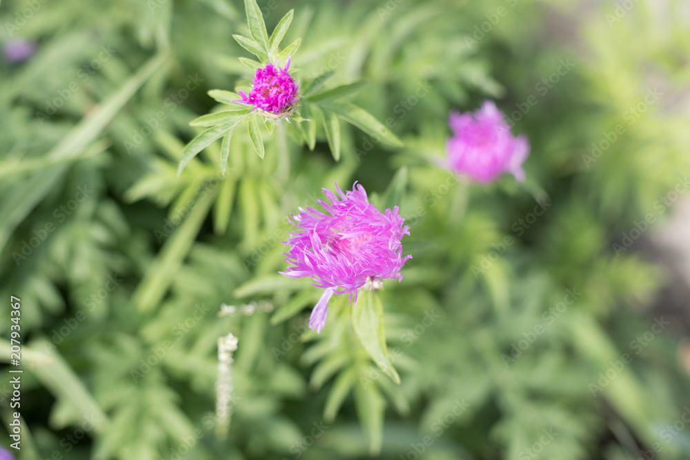 purple field flower on a green background purple field flower on a green background