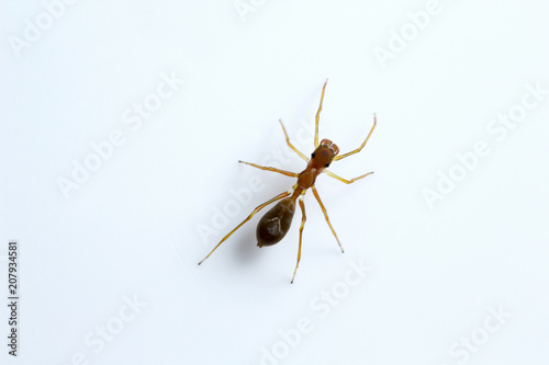 Ant mimicking spider, Myrmarachne sp, Salticidae, Bangalore