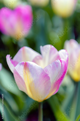 Tulip  Tulipa  with large  showy  and brightly pink and yellow flowers in bloom  growing in a flowerbed in a botanic garden