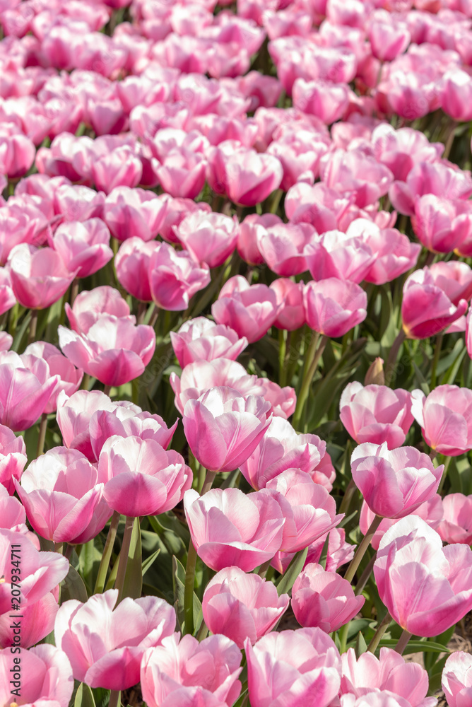 pink tulips in springtime, Netherlands pink tulips in springtime, Netherlands