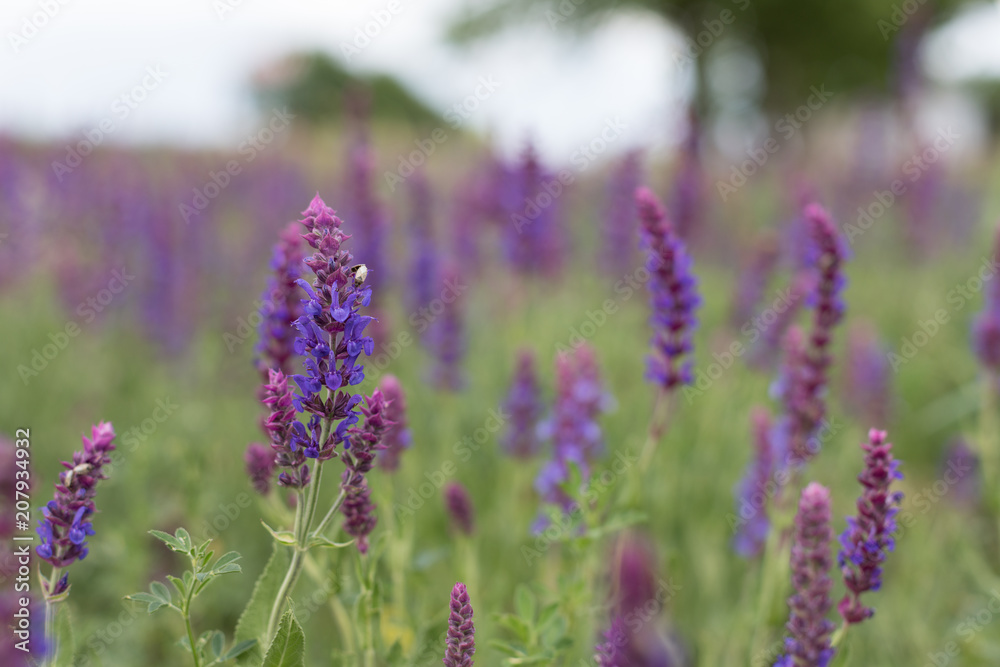 Obraz premium purple field flower on a green background