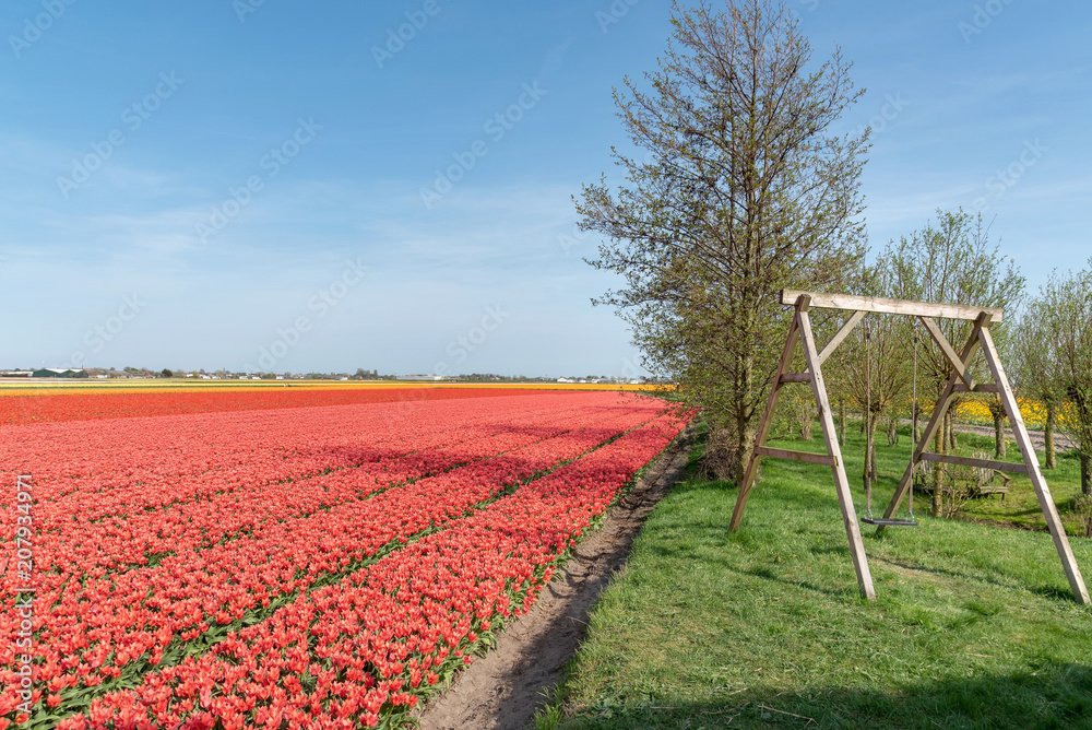 tulips cultivation and swing in the garden, Netherlands tulips cultivation and swing in the garden, Netherlands