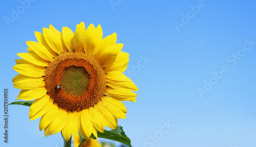 Beautiful summer nature background. Sunflower with a bee in sunlight against blue sky close up with space for text. Good for card, poster or banner. Agriculture, agronomy and farming concept.