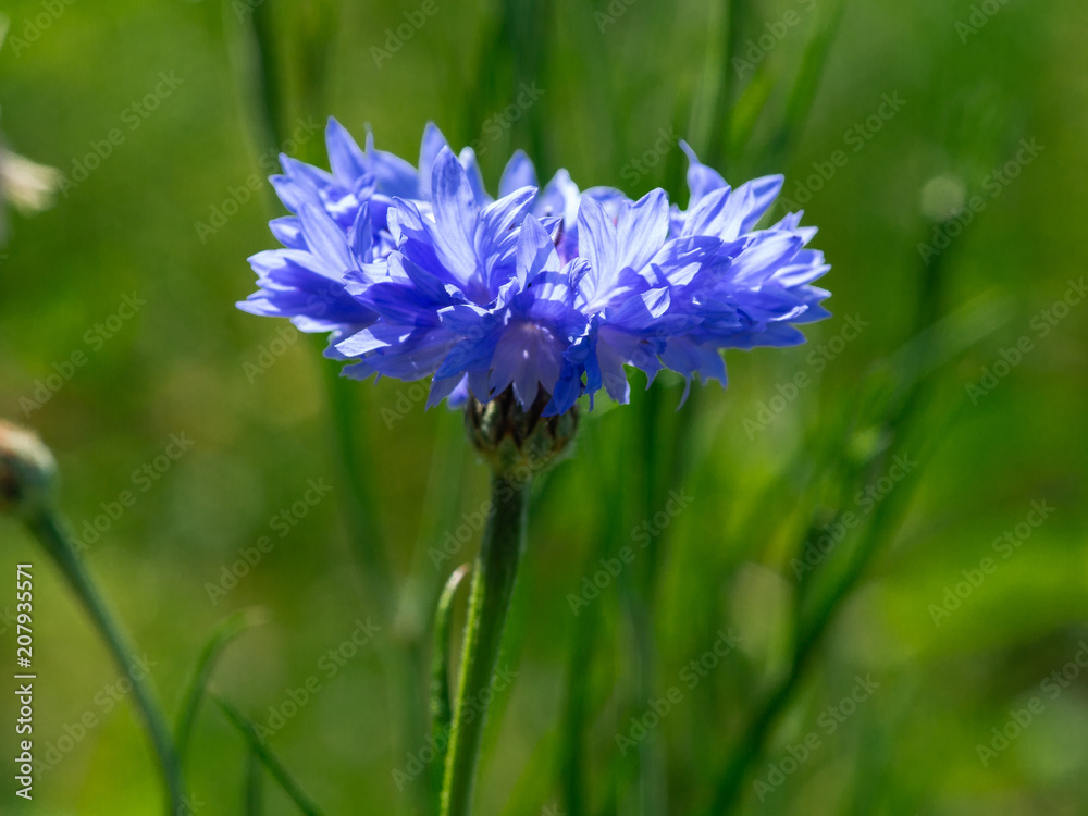Kornblume Kornblume