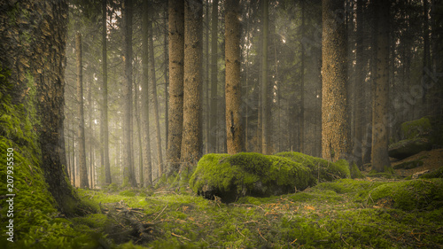 Obraz leśne drzewa oraz omszałe kamienie w poświacie mgły