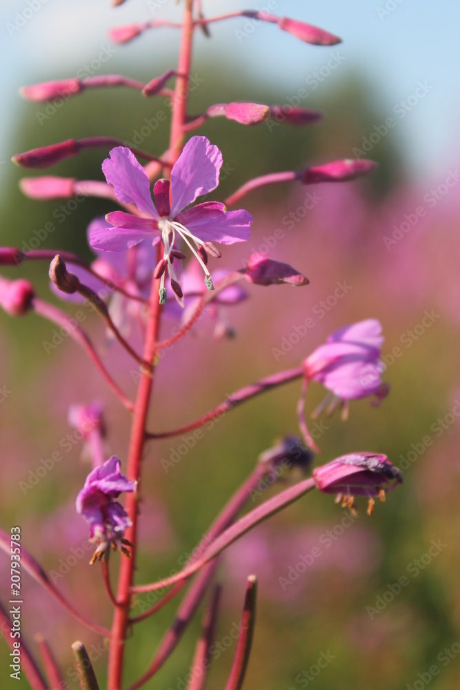 flower, purple, pink flower, purple