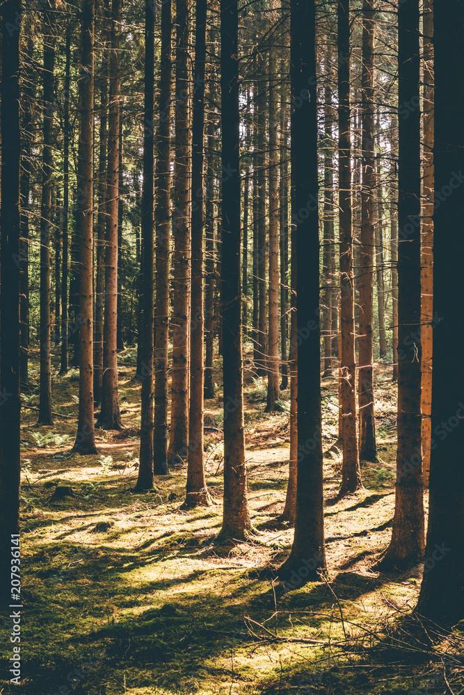 Fir forest and moss in summer light Fir forest and moss in summer light
