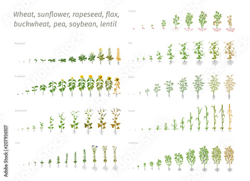 Sunflower rapeseed flax buckwheat pea soybean potato wheat. Vector showing the progression growing plants. Determination of the growth stages biology photo