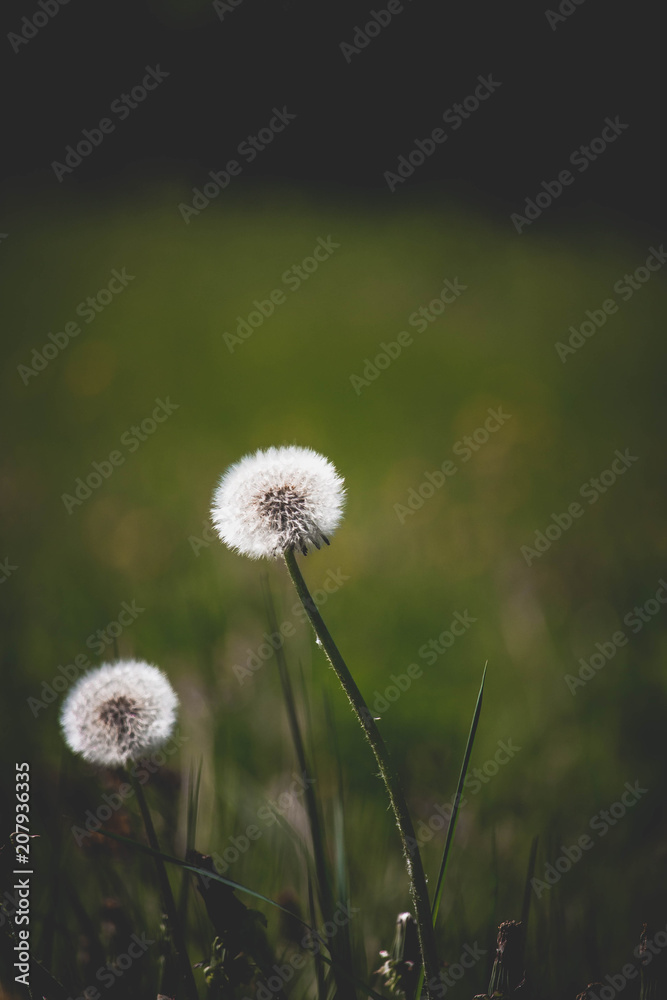 Seed head dandelions on a green field