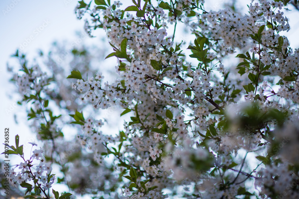 flowering trees, spring
