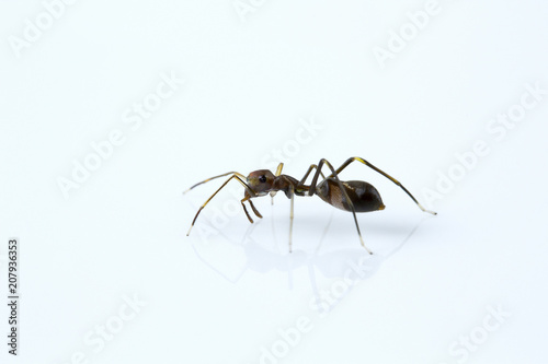 Ant mimicking spider, Myrmarachne sp, Salticidae, Bangalore © RealityImages