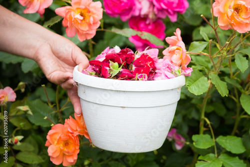 Rose petals for jam  