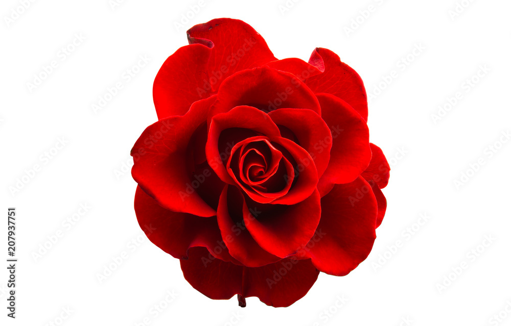 red beautiful rose isolated red beautiful rose isolated