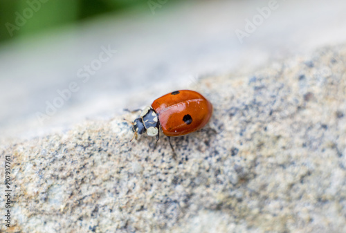 ladybug on stone closeup