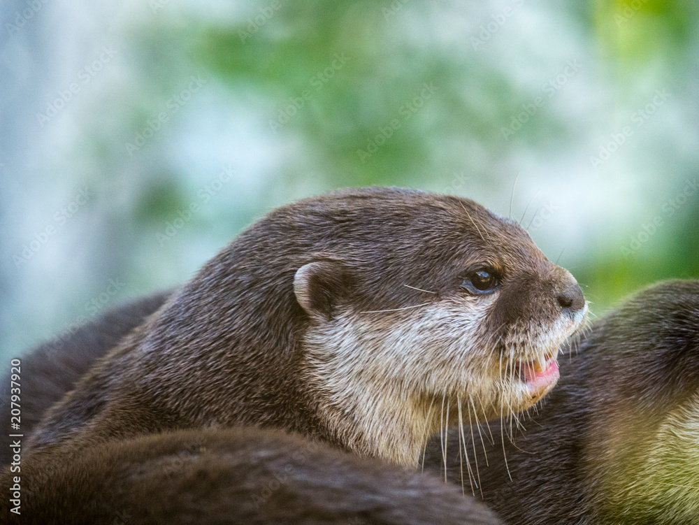 Loutre
Loutre
