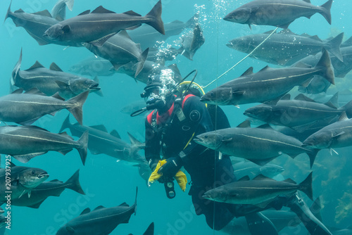 Taucher im Fischschwarm im Ålesund-Aquarium. Der Atlantikpark, norwegisch Atlanterhavsparken - Ålesund Aquarium, ist eines der größten Salzwasser-Aquarien Nordeuropas.