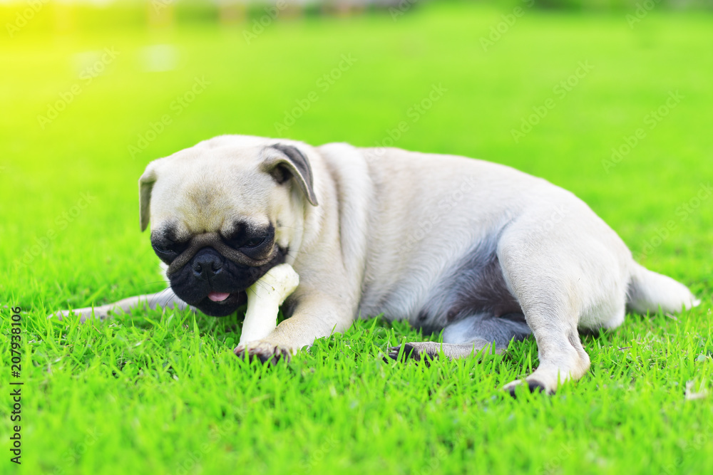 Cute little Pug playing with a bone in garden
