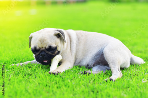 Cute little Pug playing with a bone in garden 